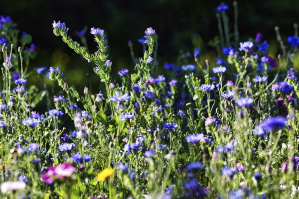Summer wildflower meadow, cornflowers (Centaurea cyanus), Viper's bugloss (Echium vulgare), wild plants, natural flowering strip, biodiversity, carpet of flowers, natural garden, Höxter, Germany