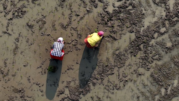 In an aerial view, farmers transplant rice paddy seedlings in a rice field on February 16, 2026 in Mayong, India