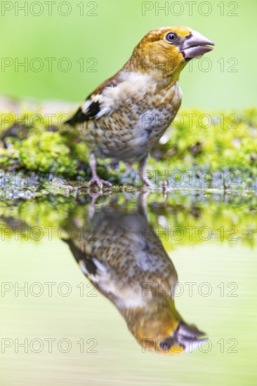Hawfinch (Coccothraustes coccothraustes) Germany