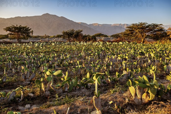 A cactus field in a hilly landscape at sunrise with mountains in the background, cactus field in the Nasca countryside in Peru