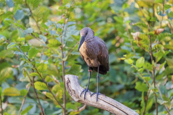 A hamerkop (Scopus umbretta) stands on a branch of a tree. Green vegetation can be seen in the background. Southern half of Africa, Madagascar