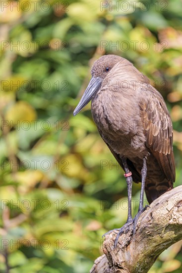 A hamerkop (Scopus umbretta) stands on a branch of a tree. Green vegetation can be seen in the background. Southern half of Africa, Madagascar