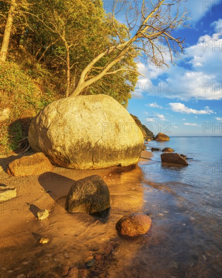 Coastal landscape with large boulders on the Baltic Sea beach in the evening light, Mönchgut Nature Reserve, Groß Zicker, Mönchgut Peninsula, Rügen Island, Mecklenburg-Western Pomerania, Germany