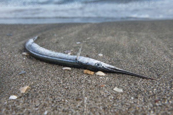 A dead Gar fish washed up on the beach of the Black Sea in Bulgaria