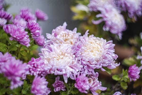 Vibrant pink chrysanthemums in full bloom capture the essence of autumn Soft petals and lush foliage create a picturesque seasonal scene, perfect for floral enthusiasts
