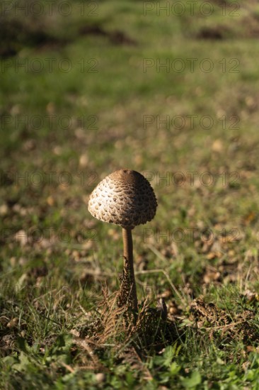 A solitary mushroom stands tall amidst autumnal foliage on a forest floor