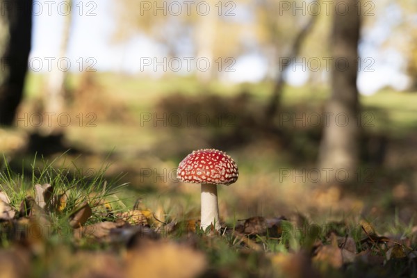 A vibrant red Amanita muscaria mushroom stands solitary among fallen leaves on a sunlit autumn day, with forest trees gently blurred in the background