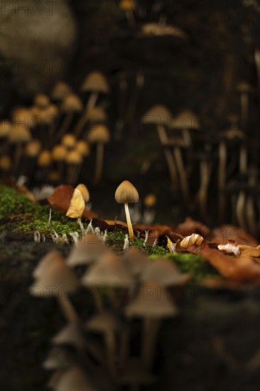 A serene scene of small mushrooms thriving among fallen autumn leaves on a moss-covered forest floor, with a selective focus creating an enchanting atmosphere