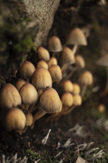 A close-up view of small, brown wild mushrooms growing on a moss-covered forest floor during the autumn season, with a soft-focus background