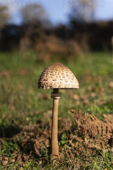 A single mushroom stands tall amongst fallen leaves, showcasing the beauty of nature during the autumn season