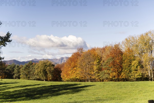 A tranquil autumn scene with vibrant orange and yellow foliage on trees, a lush green meadow, and distant mountains under a clear blue sky