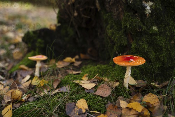 Two bright red fly agaric mushrooms with white spots stand out against the moss and fallen leaves of an autumnal forest floor