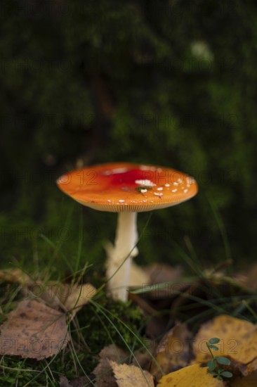 A vividly colored fly agaric mushroom stands out among fallen autumn leaves and lush green moss in a serene forest environment