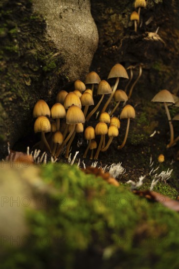 A close-up of a group of small, wild mushrooms with slender stems and tawny caps, nestled at the base of a tree amongst green moss and fallen autumn leaves