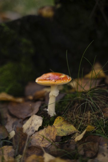 A vibrant orange fly agaric mushroom stands amid fallen autumn leaves and green moss, capturing the essence of the fall season in the forest
