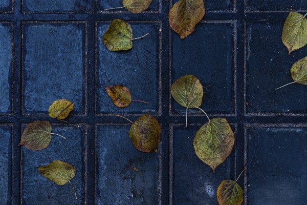 Aesthetic view of scattered yellow leaves resting on a tiled walkway in the old town of Tbilisi, Georgia The wet, dark tiles contrast beautifully with the autumn leaves