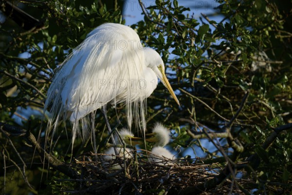 Heron in nest with two chicks in tree, Great Egret (Ardea alba), spring, St. Augustine, Florida, USA