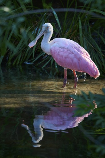 Roseate spoonbill standing in water with soft reflection, nestled in a green canopy in natural tranquillity, Roseate spoonbill (Ajaja ajaja), spring, St. Augustine, Florida, USA