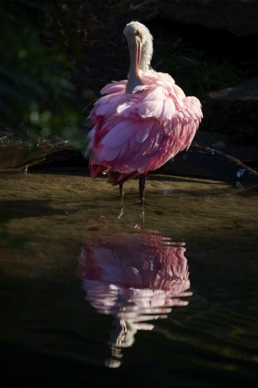 Bird with closed plumage in still water, soft reflection and calm, dark atmosphere, Roseate Spoonbill (Ajaja ajaja), spring, St. Augustine, Florida, USA