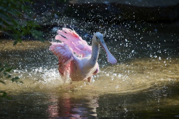 Roseate spoonbill spreads its wings in brightly lit water, dynamics and movement through splashing water, roseate spoonbill (Ajaja ajaja), spring, St. Augustine, Florida, USA