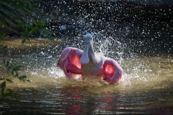 Bird in dynamic pose in water, spreading wings, splashing water in bright light, Roseate Spoonbill (Ajaja ajaja), spring, St. Augustine, Florida, USA