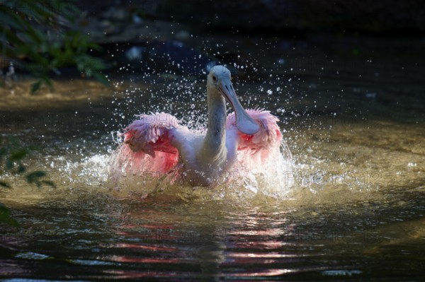 Roseate spoonbill spreads its wings in the water, creates splashing water, lively movement in daylight, roseate spoonbill (Ajaja ajaja), spring, St. Augustine, Florida, USA