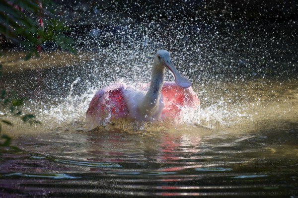 Bird splashing water, pink wings in vivid water, Roseate Spoonbill (Ajaja ajaja), spring, St. Augustine, Florida, USA