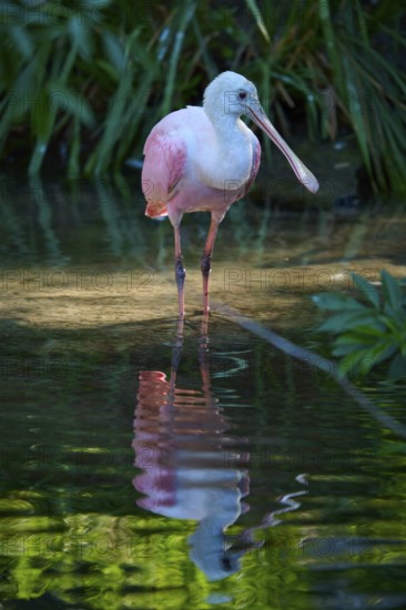 Pink-coloured roseate spoonbill standing on one leg in water, peaceful reflection in calm greenish background, roseate spoonbill (Ajaja ajaja), spring, St. Augustine, Florida, USA