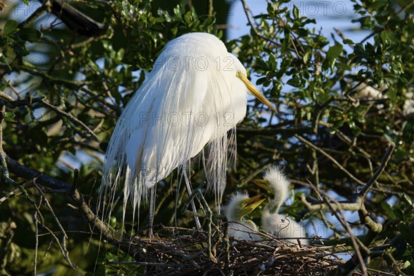 White bird in nest on tree with two chicks peeking out, Great Egret (Ardea alba), spring, St. Augustine, Florida, USA