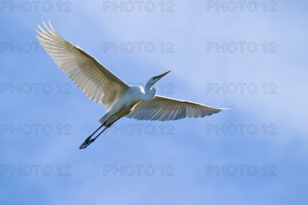 A white bird flies in the blue sky with its wings spread wide, Great White Egret (Ardea alba), spring, St. Augustine, Florida, USA