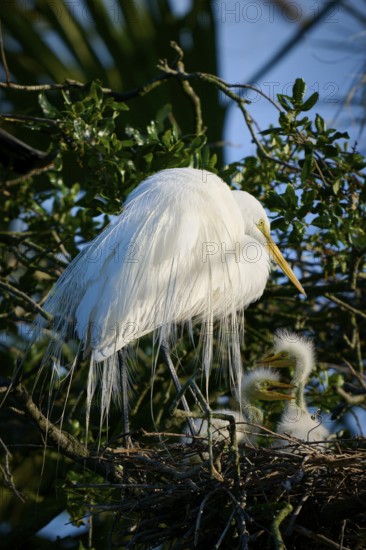 A white bird stands in a nest with two chicks, Great White Egret (Ardea alba), spring, St. Augustine, Florida, USA