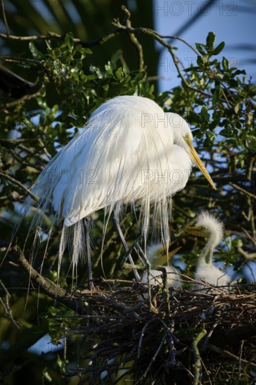 White bird above a nest with two chicks on a tree, Great Egret (Ardea alba), spring, St. Augustine, Florida, USA