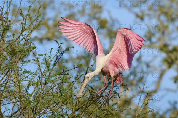 Bird with pink wings in a tree, in the sunlight, Roseate Spoonbill (Ajaja ajaja), spring, St. Augustine, Florida, USA