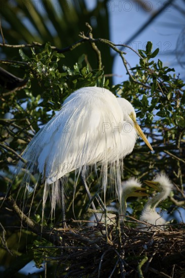 White bird sitting protectively over chicks in the nest, Great White Egret (Ardea alba), spring, St. Augustine, Florida, USA