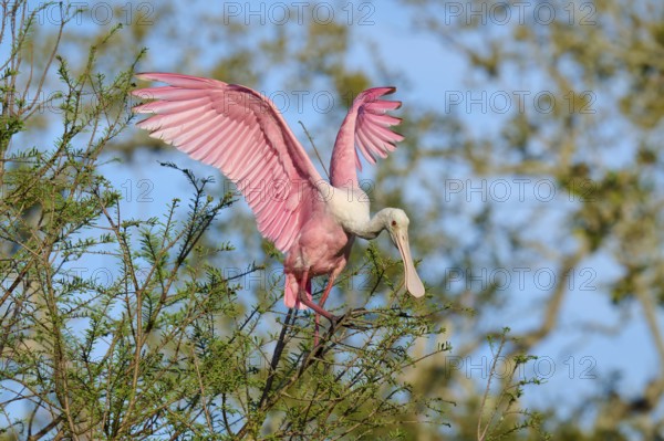 A pink bird in a tree with wide open wings in the sunlight, roseate spoonbill (Ajaja ajaja), spring, St. Augustine, Florida, USA