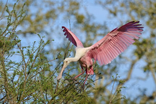 Pink-coloured bird with open wings in a green tree, roseate spoonbill (Ajaja ajaja), spring, St. Augustine, Florida, USA