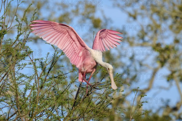 A pink bird with outspread wings on a tree branch, Roseate Spoonbill (Ajaja ajaja), spring, St. Augustine, Florida, USA
