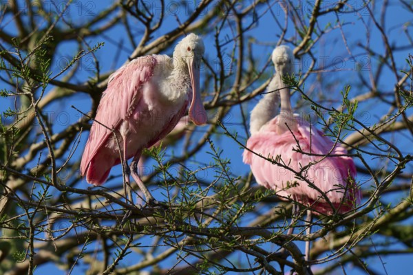 Two pink birds on a tree with branched branches in the sunlight, Roseate Spoonbill (Ajaja ajaja), spring, St. Augustine, Florida, USA