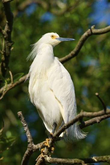 A white heron sits elegantly on a branch against a background of green leaves, Great Egret (Egretta thula), spring, St. Augustine, Florida, USA