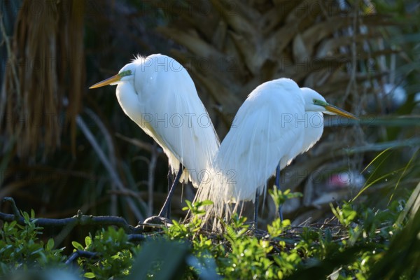 Two white birds sitting back to back on a branch, Great White Egret (Ardea alba), spring, St. Augustine, Florida, USA