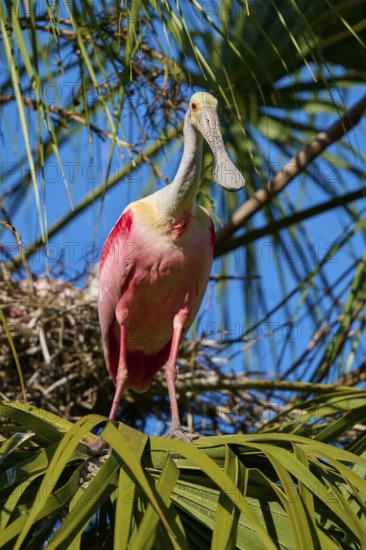A pink bird stands on a nest surrounded by green palm branches under a blue sky, Roseate Spoonbill (Ajaja ajaja), spring, St. Augustine, Florida, USA