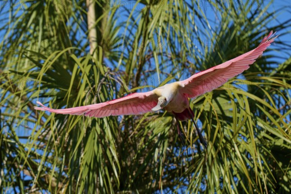 A pink bird flies with wide open wings through the air above green palm trees under a blue sky, roseate spoonbill (Ajaja ajaja), spring, St. Augustine, Florida, USA