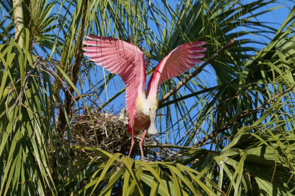 A pink bird flies from the nest, the wings are spread wide between the palm trees, Roseate Spoonbill (Ajaja ajaja), spring, St. Augustine, Florida, USA