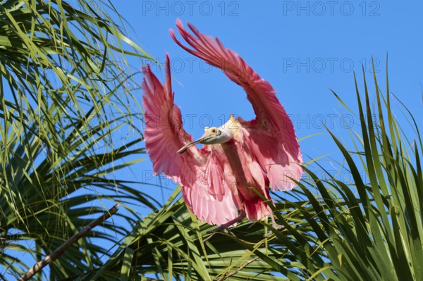 A pink bird spreads its wings wide above green palm trees against a clear blue sky, Roseate Spoonbill (Ajaja ajaja), spring, St. Augustine, Florida, USA