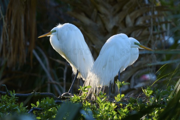 Two white birds standing back to back on a tree, Great White Egret (Ardea alba), spring, St. Augustine, Florida, USA