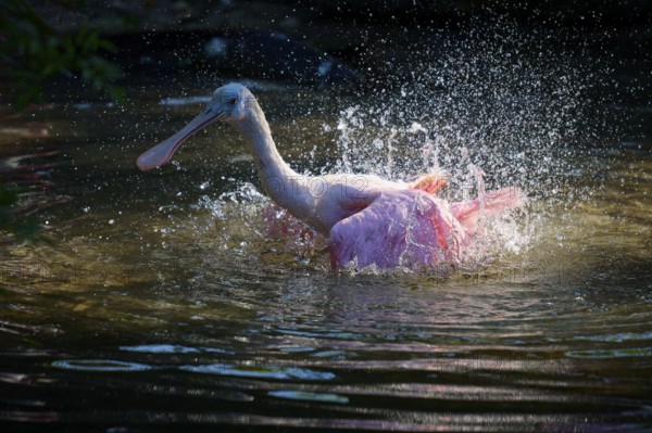 Roseate spoonbill (Ajaja ajaja), spring, St. Augustine, Florida, USA