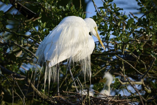 Heron in the nest with a chick in the tree, Great Egret (Ardea alba), spring, St. Augustine, Florida, USA