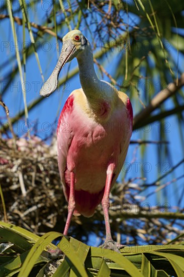 A pink bird stands on a branch amidst palm trees, gazing intently into the distance, Roseate Spoonbill (Ajaja ajaja), spring, St. Augustine, Florida, USA