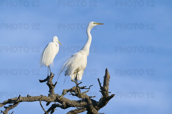 Two white herons sitting on a branch in front of a blue sky, Great Egret (Ardea alba), spring, St. Augustine, Florida, USA