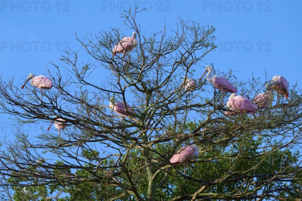 Several roseate spoonbills with pink plumage sitting on the branches of trees against a blue sky, roseate spoonbill (Ajaja ajaja), spring, St. Augustine, Florida, USA